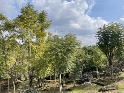 蓝花楹3号种植基地