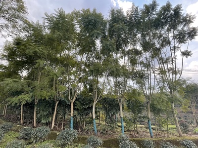 蓝花楹2号种植基地