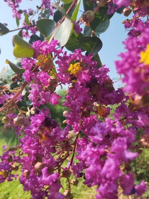 紫薇IMG_5198