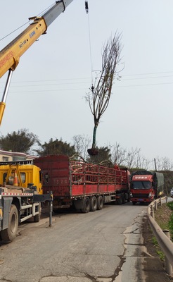 2023年泸州酒博会到我园选购蓝花楹