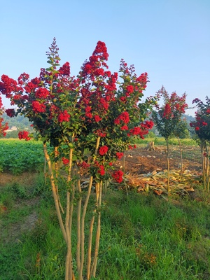 丛生三红紫薇IMG_5152