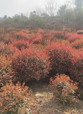 我园万余株红叶石楠红了！