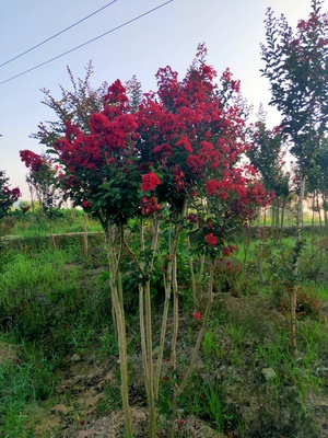 丛生三红紫薇IMG_5149