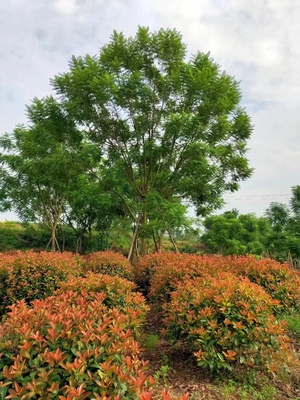 红叶石楠4号基地