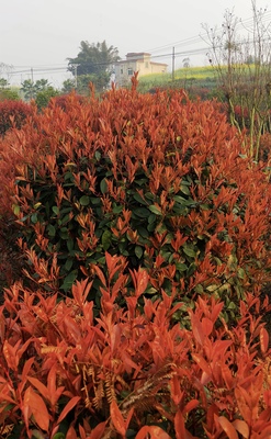 红叶石楠3号基地