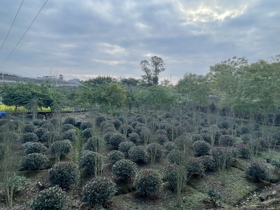 红叶石楠1号基地