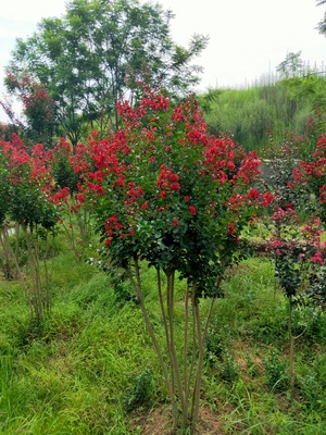 丛生三红紫薇IMG_5155