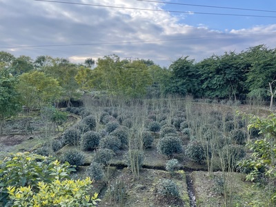 红叶石楠IMG_3956