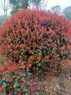 红叶石楠IMG_5141