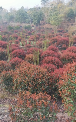 红叶石楠IMG_6061