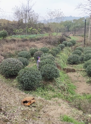 红叶石楠IMG_6053