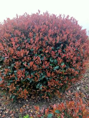 红叶石楠IMG_5140