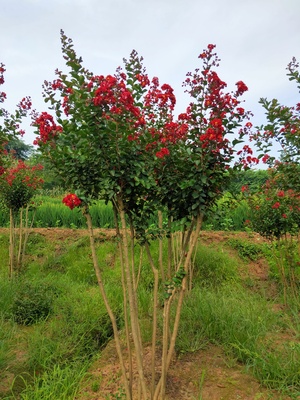 丛生三红紫薇IMG_5154