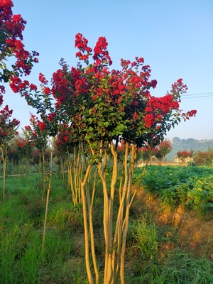 丛生三红紫薇IMG_5151