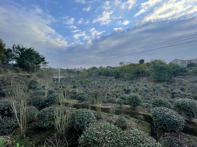 红叶石楠IMG_3978