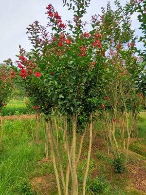 丛生三红紫薇IMG_5156