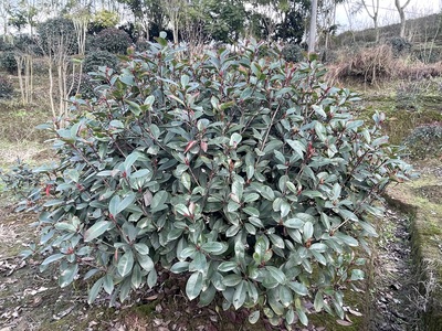 红叶石楠IMG_3975