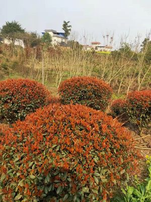 红叶石楠IMG_5143