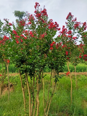 丛生三红紫薇IMG_5157