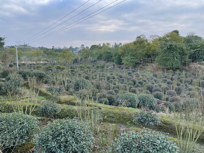 红叶石楠IMG_3971