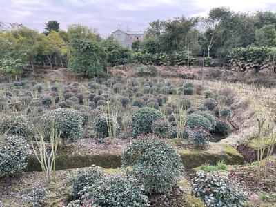 红叶石楠IMG_3976