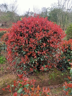 红叶石楠IMG_5147