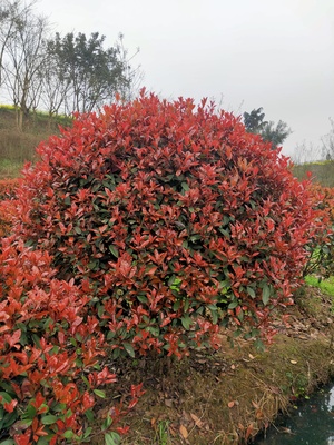 红叶石楠IMG_5148(20220302-132714)