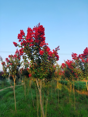 丛生三红紫薇IMG_5153