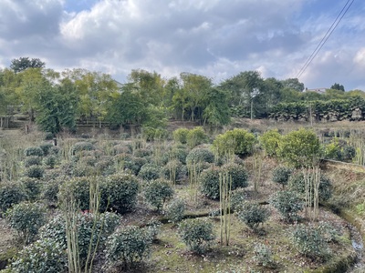 红叶石楠2号基地