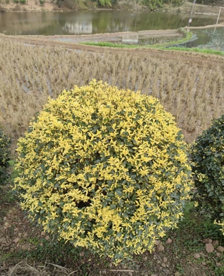 金禾女贞冠幅一米至一米五