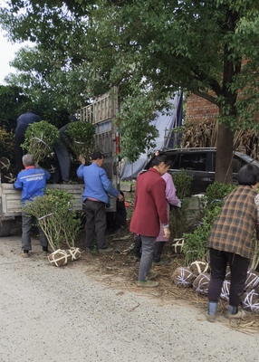 金禾女贞起货装车